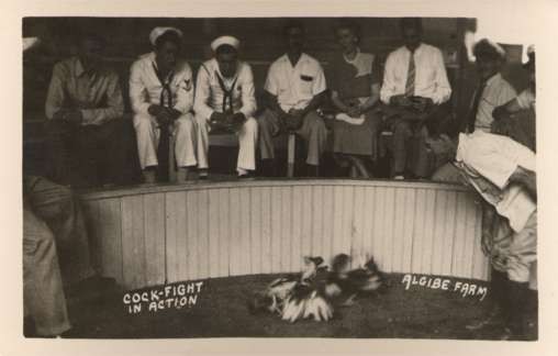 Navy Sailors Watching Cock Fight Roosters RPPC