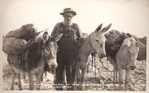 Nevada Desert Loaded Donkeys RPPC