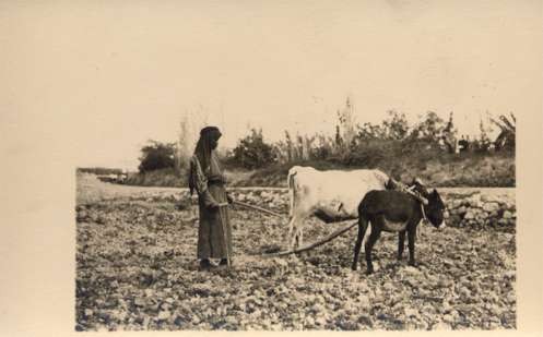 Palestine Israel Farmer Plowing with Donkey Bull