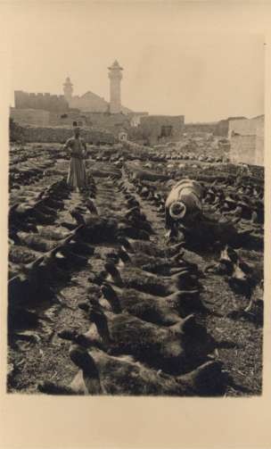 Palestine Israel Rows of Goats RPPC