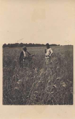 Palestine Israel Grain Field Farmers RPPC