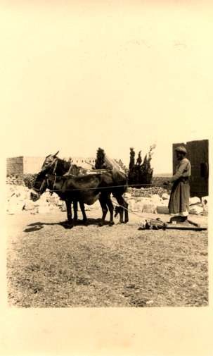 Palestine Israel Donkey-Drawn Stand