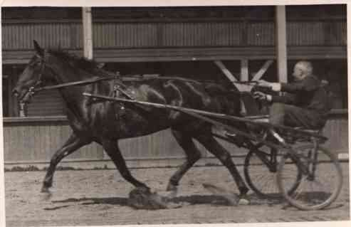 Harness Racer Real Photo Sports