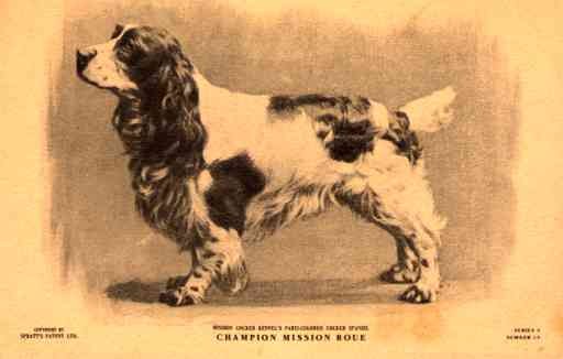 Dog Cocker Spaniel Champion