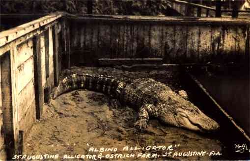 FLORIDA St. Augustine Albino Alligator RP