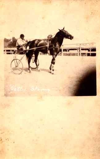 Harness Racer Horse Real Photo