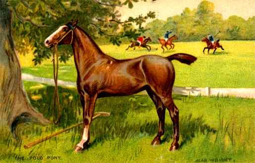 Polo Horse Sports