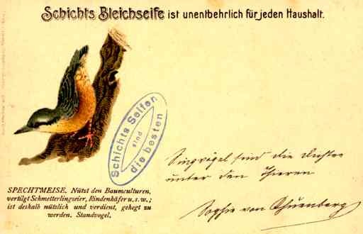 Spechtmeise Bird