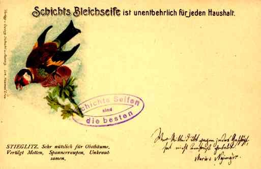 Stieglitz Bird