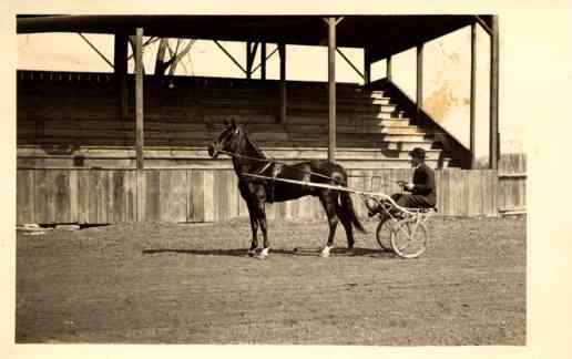 Harness Horse Racer Real Photo