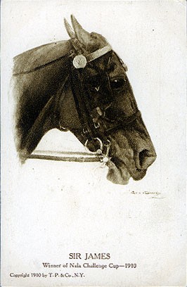Race Horse Portrait