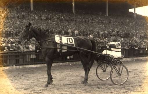 Harness Racer by Stand Real Photo