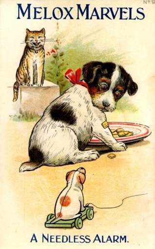 Terrier Poppy by Plate Cat Advert