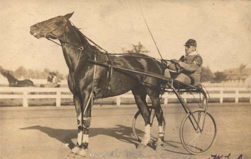 Harness Racer on Track Real Photo