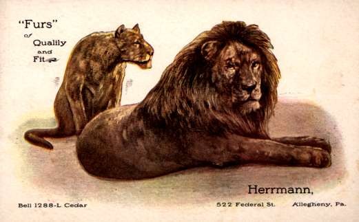 Advertising Furs Lion Lioness