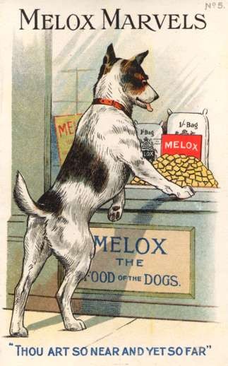 Dog Watching Dog Food Advert Melox Marvels