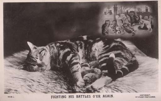 Wain Fighting Cats Dreaming Real Photo