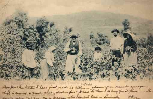 Spain Grand Canary Grape Farmers