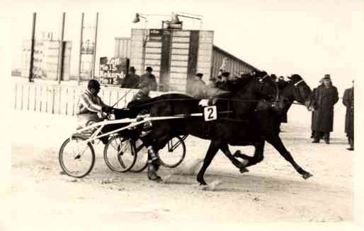 Harness Racer in Race Real Photo
