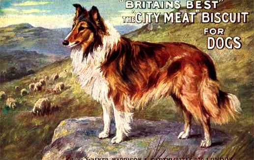 Advert Meat Biscuits for Dogs Collie