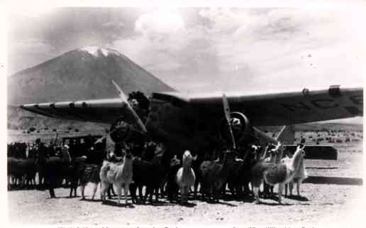 Airplane & Lamas Peru Real Photo