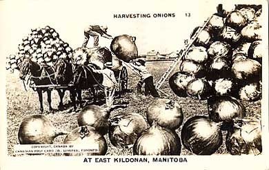 Horse-Drawn Carriage Onions Exaggeration RP