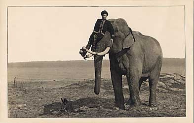 Elephant Circus Real Photo