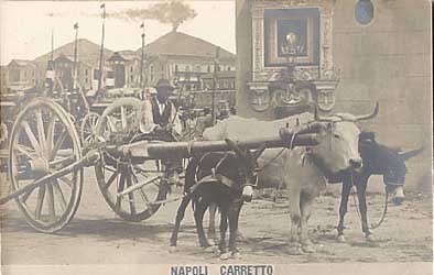 Bull Donkeys Carriage Napoli RP