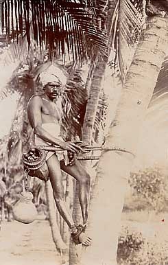 Indian Native Palm Real Photo
