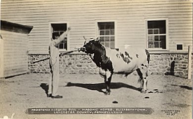 Bull Philadelphia Real Photo