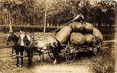 Kansas Potato Exaggeration Real Photo