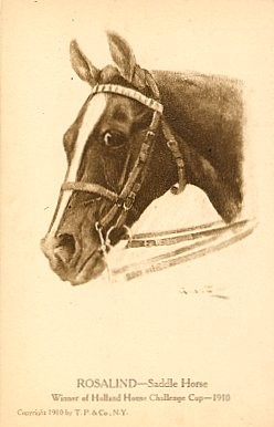 Sadle Racing Horse Rosalind