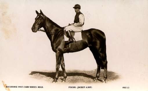 Jockey Horse Real Photo