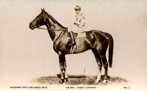 Horse Racer Real Photo