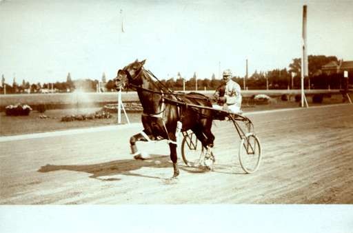 Harness Racer on Road Real Photo