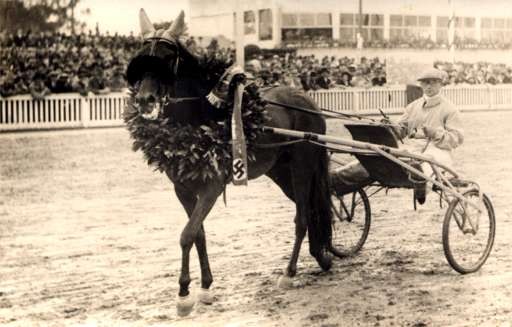 Winner Harness Racer Real Photo