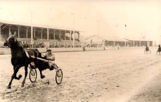Harness Racer on Track Real Photo