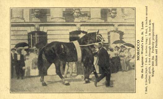 Horse Morocco at World's Fair St. Louis