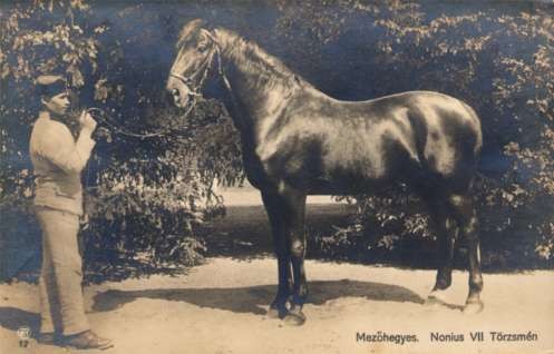 Famous Horse Nonius VII Real Photo