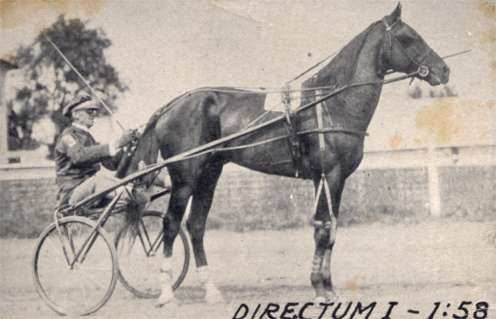 Harness Race Horse Directum I
