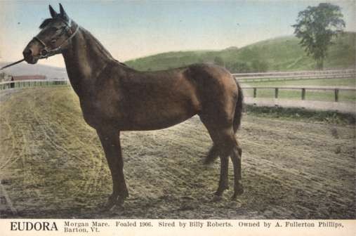 Horse Eudora