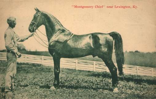 Famous Montgomery Chief Horse