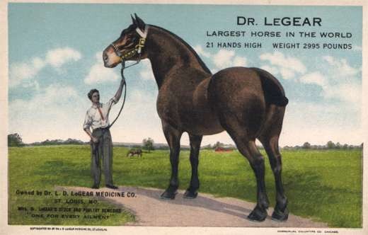 Largest Horse in World