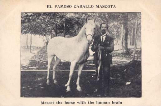 Mascot Horse with Human Brain