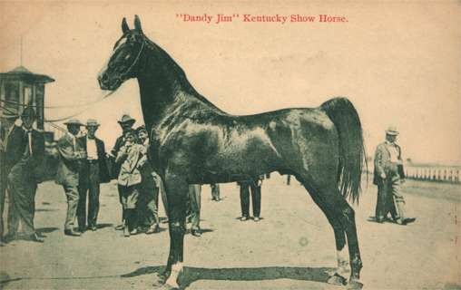 Kentucky Show Horse Dandy Jim