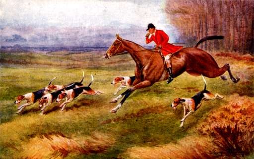 Hunter On Horse Running Dogs Foxhounds