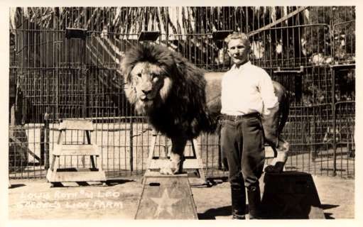 Lion Lions Trainer Real Photo