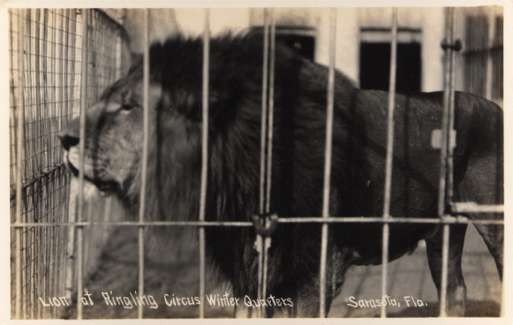 Lion at Ringling Circus Winter Quarters Real Photo