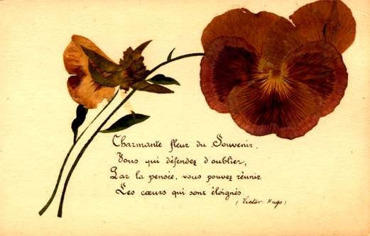 Dried Flower Pansy Poem
