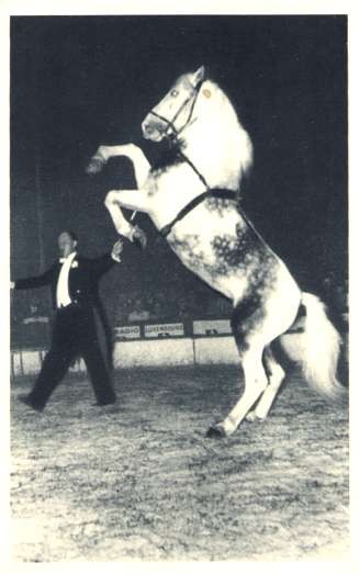 Radio-Circus Performing Horse